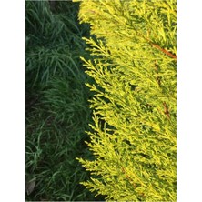 Frefly Store Nura Botanik Limoni Servi Çam Fidanı, Salon Çamı, 35-40 Cm, Limon Kokulu, Çok Renkli