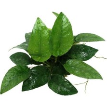 Frefly Store Anubias Species 5-6 Yapraklı Kök Canlı Bitki