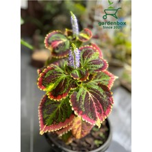 Frefly Store Serada Decor & Plant Kolyos Yaprak Güzeli Çiçeği, 1 Adet, 10-20CM Saksılı