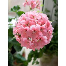Frefly Store Bitkim Sende Açık Pembe Sardunya Çiçeği, 1 Adet Saksılı, 20-40 Cm, Balkon Bitkisi, Pelargonium Peltatum