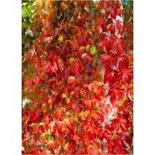 Frefly Store Nura Botanik Renk Değiştiren Amerikan Sarmaşığı, 45-65CM, Saksılı, Çok Renkli, Peyzaj Bitkisi