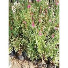 Frefly Store Gardenbox Gaura Çalısı Bitkisi, 20-45 Cm, Saksılı/tüplü, Dış Mekan Sarmaşık Bitkileri