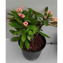 Frefly Store Nura Botanik Dikenler Tacı (Euphorbia), 32-45 Cm, Saksılı, Pembe Çiçekli