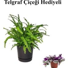 Frefly Store Hediyelik Aşk Merdiveni Çiçeği Sevgililer Gününe Özel Telgraf Hediyeli, BTS001NU020240