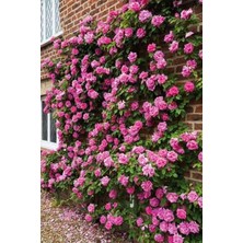Frefly Store Nura Botanik Duvar ve Balkon Saran Gül Fidesi, Saksılı Tüplü, 50-80CM, 1 Adet