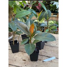 Frefly Store Gardenbox Kauçuk Çiçeği Salon Ofis Bitkisi, Mini Boy, 1 Adet Saksılı, 20-45CM