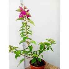 Frefly Store Gardenbox Bodur Begonvil Bougainvillea, Ev Balkon Begonvil, Pembe Çiçekli
