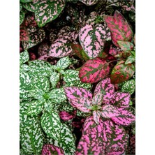 Frefly Store Serada Decor & Plant Farklı Renklerde 3 Adet Hostes Çiçeği Saksılı 10-15CM, Hypoestes