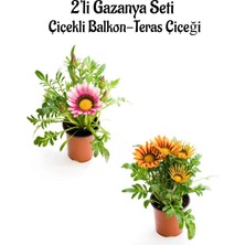 Frefly Store Pembe Gazanya 2 Adet+Turuncu Sarı Gazanya 2 Adet Saksılı 10-20CM Balkon Bitkisi, BTS0101NA1350