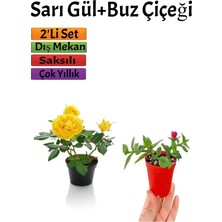 Frefly Store Nura Botanik Sarı Gül Fidanı + Buz Çiçeği Fidanı Seti, 15-25 Cm, Saksılı, 2'li Set