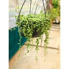 Frefly Store Nura Botanik Tesbih Çiçeği Bezelye Kolyesi, 1 Adet Saksılı, 20-40 Cm, Iç Mekan Bitkisi, Senecio Rowleyanus