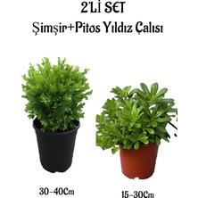 Frefly Store Nura Botanik Çalı Şimşiri 30-40CM + Pitos Yıldız Çalısı 15-30CM 2'li Set Saksılı Bahçe Bitkisi