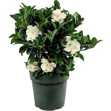 Frefly Store Gardenbox Gardenya Çiçeği Saksılı, 30-40CM, Beyaz, 1 Adet