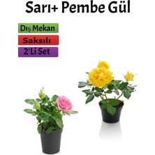 Frefly Store Nura Botanik 2'li Bahçe Seti Pembe + Sarı Gül Fidanı, 15-25 Cm, Saksılı Dış Mekan Bitkileri