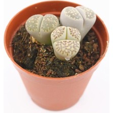 Frefly Store Lithops Taş Kaktüs, BTSTS37