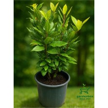 Frefly Store Gardenbox Kokulu Defne Fidanı, Aromatik Defne Ağacı Bitkisi, Laurus Nobilis, 45-60 cm