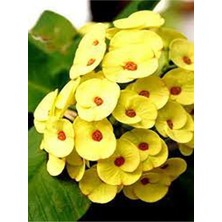 Frefly Store Gardenbox Sarı Renkli Euphorbia Milli Dikenler Tacı Bitkisi, 15-30CM Saksılı, 1 Adet