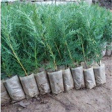 Frefly Store Serada Decor & Plant Leylandi Çit Çamı Fidesi, 15-30 Cm, 35 Adet, Dış Mekan Bitkisi, Cupressus