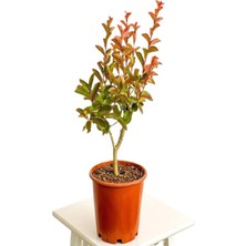 Frefly Store Nura Botanik Oya Ağacı Beyaz Renk, Saksılı, 30-600CM, Dış Mekan Bitkisi