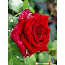 Frefly Store Nura Botanik Kırmızı Bulgar Gülü Çiçeği, 1 Adet Saksılı, 40-60 Cm, Bahçe Bitkisi