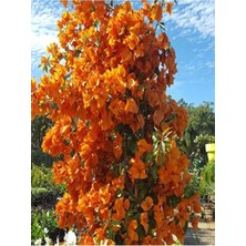 Frefly Store Gardenbox Turuncu Begonvil Çiçeği Fidanı, Saksılı, 60-120CM, Bougainvillea