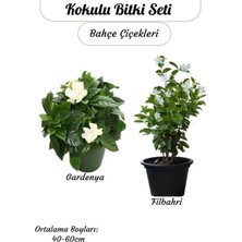 Frefly Store 2'li Kokulu Bitki Seti Filbahri (Philadelphus) +Gardenya Çiçeği Bahçe Balkon Çiçeği