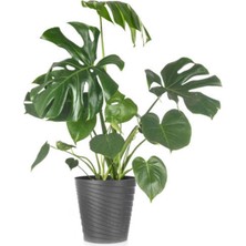 Frefly Store Nura Botanik Monstera Deliciosa, Geniş Yapraklı, 60-90 Cm, Saksılı, Ofis Bitkisi