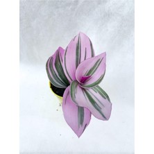 Frefly Store Gardenbox Pembe Telgraf Çiçeği, 10-20 Cm, Saksılı Çiçekli Bodur Bitkiler, Tradescantia