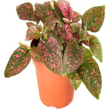 Frefly Store Serada Decor & Plant Kırmızı Renk Hostes Çiçeği Saksılı (Red Hypoestes) 10-20 Cm, 1 Adet