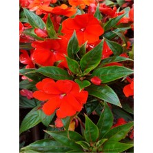 Frefly Store Nura Botanik Kırmızı Cam Güzeli Fidanı, 1 Adet Saksılı, 15-30 Cm, Impatiens New Guinea