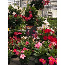 Frefly Store Nura Botanik Karışık Renkli Mandevilla (Pembe-Kırmızı-Beyaz) 30-60 cm Bol Çiçekli Sarmaşık Bitki