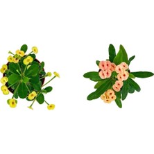 Frefly Store Nura Botanik Dikenler Tacı 2'li Set, 25-40 Cm, Saksılı Euphorbia Kaktüs