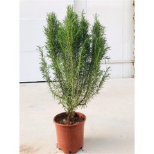 Frefly Store Gardenbox Biberiye Fidanı Büyük Boy, Kuş Dili, 5.5 Litre Saksılı