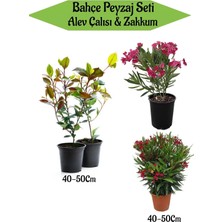 Frefly Store Nura Botanik Bahçe Peyzaj Seti, 2 Adet Alev Çalısı + 2 Adet Pembe ve Kırmızı Zakkum Çiçeği, 40-50 cm