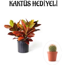 Frefly Store Nura Botanik Kraton Çiçeği Bitkisi, Kaktüs Hediyeli, Kırmızı-Sarı-Yeşil Yapraklı
