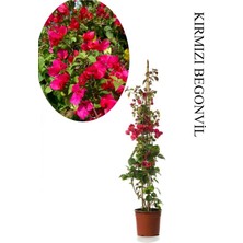 Frefly Store Kırmızı Begonvil 1 Adet Saksılı Sarmaşık Begonvil 40-60CM Bahçe Bitkisi