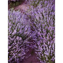 Frefly Store Serada Decor & Plant Angustifolia Dar Yapraklı Lavanta Mor Renk, 15-20 Cm, 30 Adet Fidesi