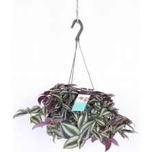 Frefly Store Nura Botanik Telgraf Çiçeği Askılı Saksı, Tradescantia Zebrina, Çiçekli Bodur Bitki
