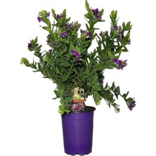 Frefly Store Nura Botanik Poligala Çiçeği Fidanı, 30-50 Cm, 1 Adet Saksılı Çiçekli Iç/dış Mekan Bitkisi