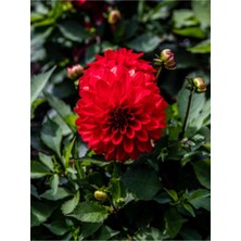 Frefly Store Nura Botanik Kırmızı Dahlia Yıldız Çiçeği Fidanı, 1 Adet Saksılı, 20-40 Cm, Iç/dış Mekan Bitkisi