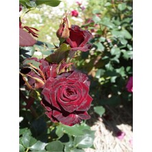Frefly Store Serada Decor & Plant Yediveren Kokulu Bordo Renk Saksılı Aşılı Gül, 30-60 Cm, 2 Adet