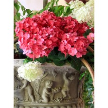 Frefly Store Bitkim Sende Kırmızı Çiçekli Ortanca Fidanı, 30-50 Cm, Tüplü, Bodur Bitkiler