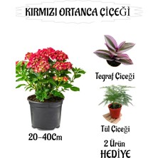 Frefly Store Nura Botanik Kırmızı Ortanca Çiçeği Saksılı + Bordo Yaprak Güzeli Çiçeği Hediyeli Bahçe Seti