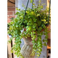 Frefly Store Gardenbox Dekoratif Zemin Örtücü Sarıkız Altın Kolye Çiçeği, Makrome Saksılı, 20-40CM, 1 Adet