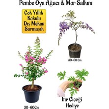 Frefly Store Pembe Oya Ağacı Fidanı+Mor Salkım Ağacı Fidanı Itır Çiçeği Hediyeli Bahçe Peyzaj Seti