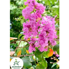 Frefly Store Nura Botanik Oya Ağacı Pembe Renk, Saksılı, 30-50CM, Dış Mekan Bitkisi