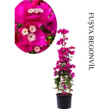 Frefly Store Nura Botanik Fuşya Begonvil Saksılı Sarmaşık Begonvil 40-60CM Bahçe Bitkisi