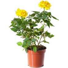 Frefly Store Serada Decor & Plant Sarı Landora Gül, 25-50 Cm, 1 Adet Saksılı Aşılı Gül