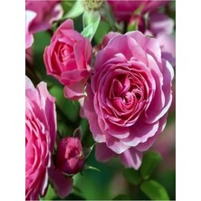 Frefly Store Nura Botanik Pembe Bulgar Gülü Fidanı, 40-60 Cm, Saksılı