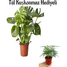 Frefly Store Nura Botanik Hediyelik Parlak Geniş Yapraklı Deve Tabanı Bitkisi Tül Kuşkonmaz